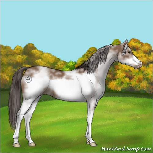Horse Color:White Spotted Liver Red Dun Sabino Frame 