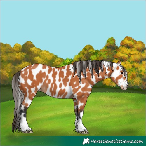 Horse Color:Bay Appaloosa 