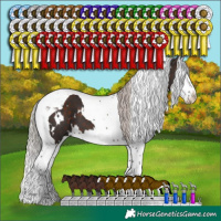 Horse Color:White Spotted Silver Brown Splash Tobiano 
