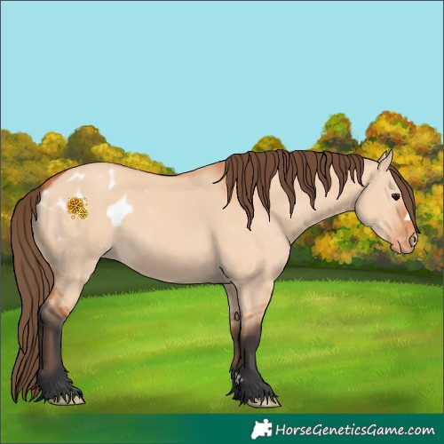 Horse Color:Bay Dun Appaloosa 