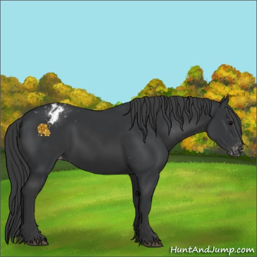 Horse Color:Black Appaloosa Rabicano 