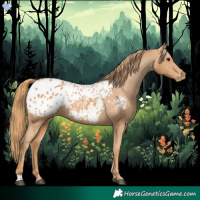 Horse Color:Chestnut Appaloosa 