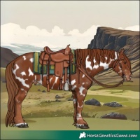 Horse Color:Chestnut Appaloosa 