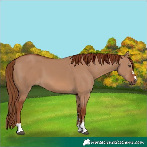 Horse Color:Red Dun 