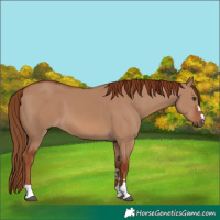 Horse Color:Red Dun 