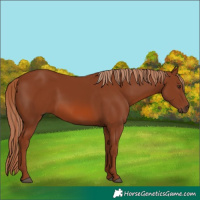 Horse Color:Chestnut 