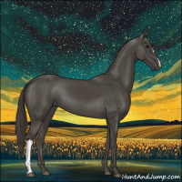 Horse Color:Smoky Black