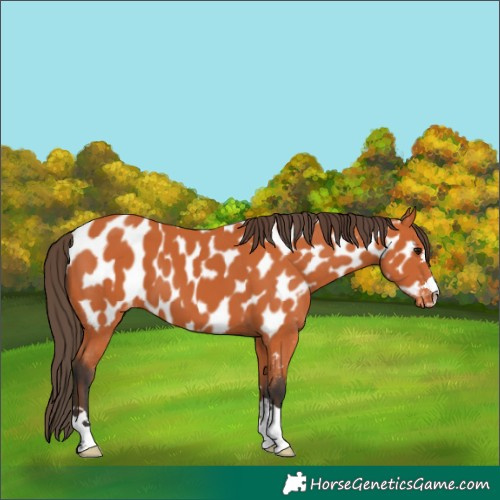 Horse Color:Bay Near Leopard 