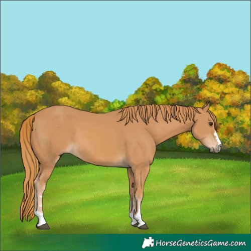 Horse Color:Chestnut 
