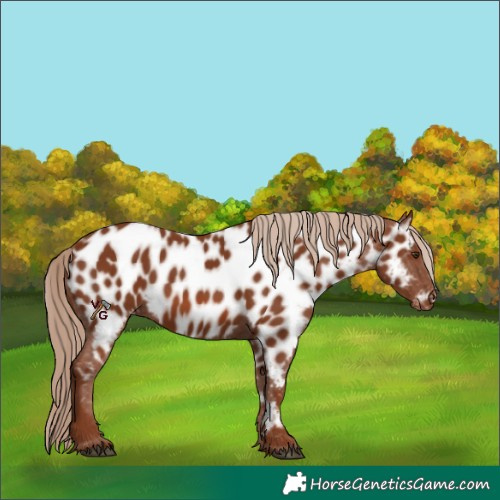 Horse Color:Chestnut Appaloosa 