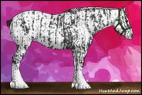 Horse Color:Smoky Black  and White Spotted Smoky Black 