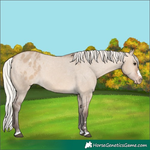 Horse Color:Silver Brown Dun Appaloosa 