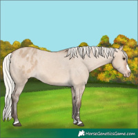 Horse Color:Silver Brown Dun Appaloosa 