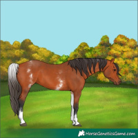 Horse Color:White Spotted Bay 