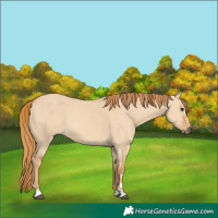 Horse Color:Red Dun 