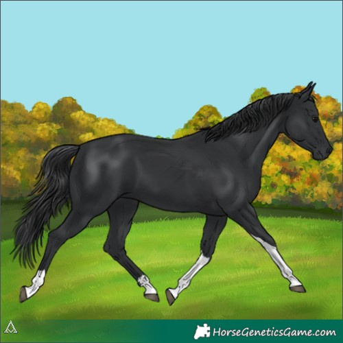 Horse Color:Black  and Black Tobiano 
