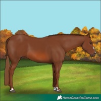 Horse Color:Chestnut 