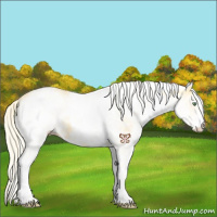 Horse Color:White Spotted Gold Cream Champagne 