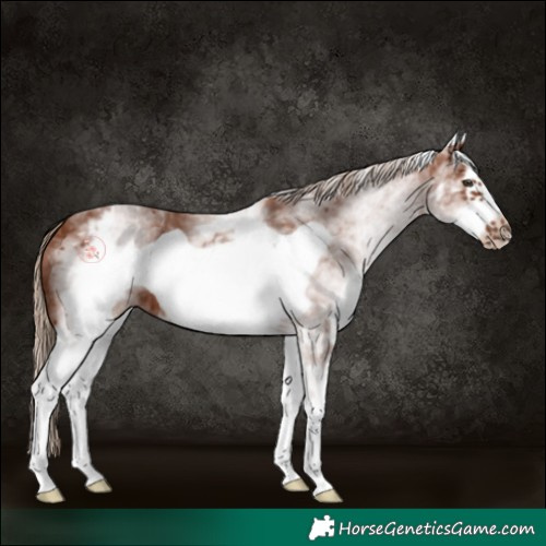 Horse Color:White Spotted Chestnut Frame 