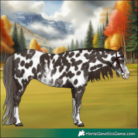 Horse Color:Liver Chestnut Sabino Near Leopard 