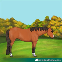 Horse Color:Bay 