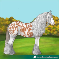 Horse Color:Bay Tobiano Blanket 