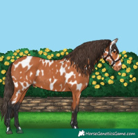 Horse Color:Bay Appaloosa 