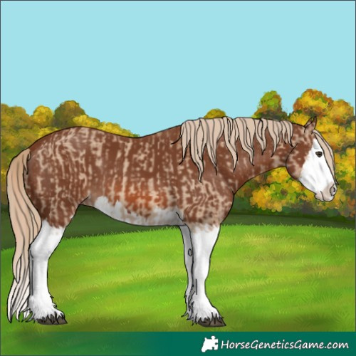 Horse Color:Red Dun Splash  and Chestnut Splash 