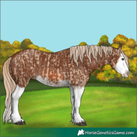 Horse Color:Red Dun Splash  and Chestnut Splash 