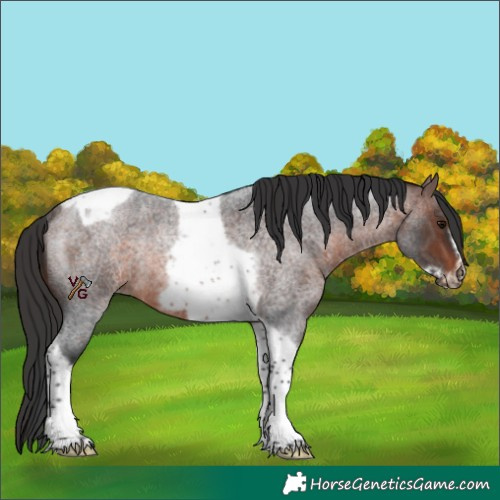 Horse Color:Brown Roan Tobiano Frame Rabicano 