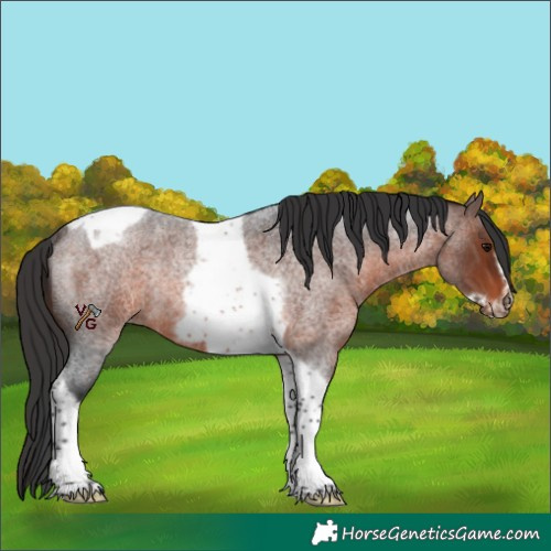 Horse Color:Brown Roan Tobiano Frame Rabicano 