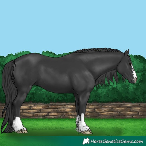 Horse Color:Black 