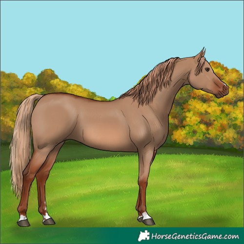 Horse Color:Red Dun