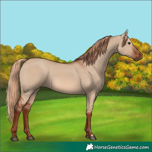 Horse Color:Red Dun 