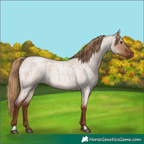 Horse Color:Red Dun Roan