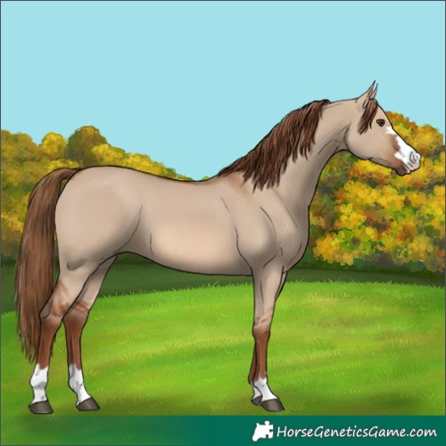 Horse Color:Red Dun 