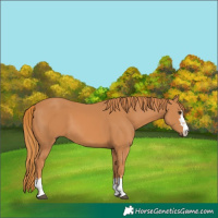 Horse Color:Chestnut 