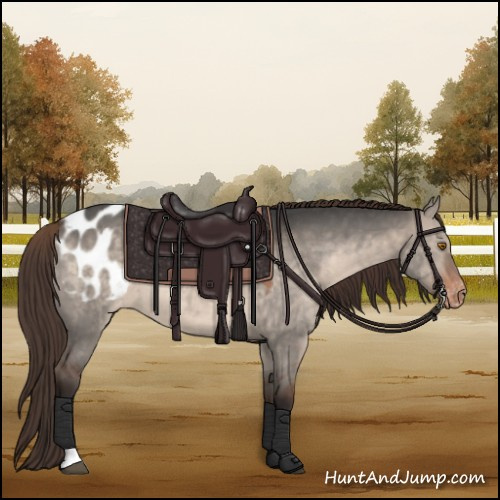 Horse Color:Brown Dun Appaloosa 