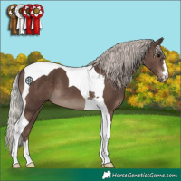 Horse Color:Silver Black Tobiano