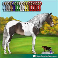 Horse Color:Silver Brown Tobiano 