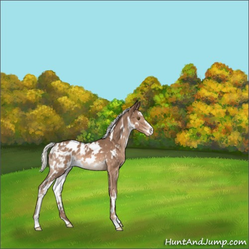 Horse Color:White Spotted Chestnut Mushroom Sabino Blanket Rabicano