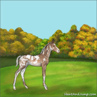Horse Color:White Spotted Chestnut Mushroom Sabino Blanket Rabicano
