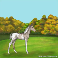 Horse Color:Liver Red Dun Mushroom Tobiano Blanket Rabicano 