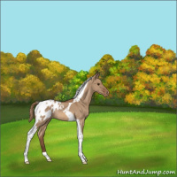 Horse Color:Red Dun Tobiano Appaloosa Rabicano 