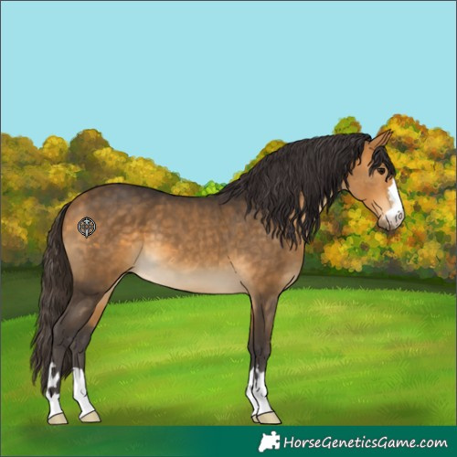 Horse Color:Buckskin 