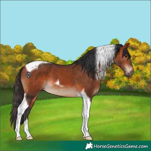 Horse Color:Bay Tobiano 