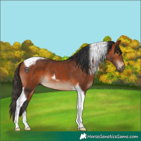 Horse Color:Bay Tobiano