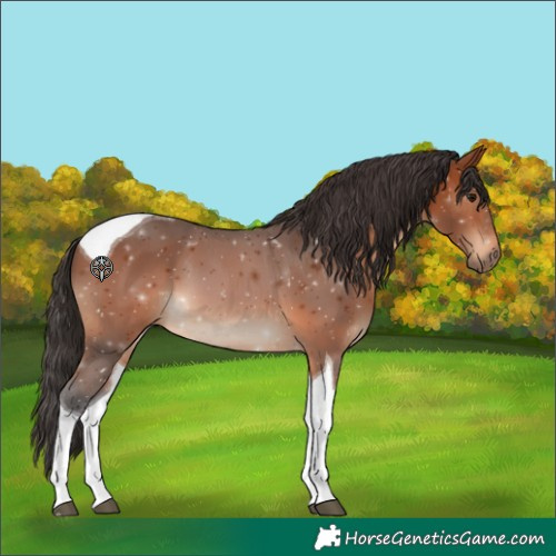 Horse Color:Bay Tobiano 