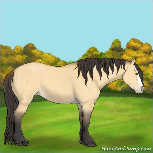Horse Color:Buckskin Dun Splash 