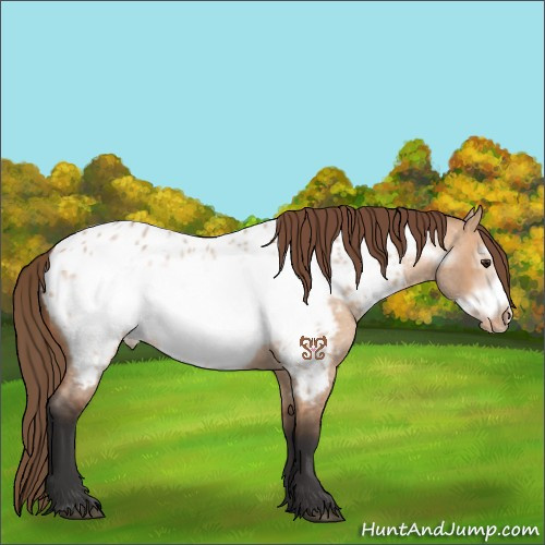 Horse Color:Bay Roan Dun Frame Appaloosa 